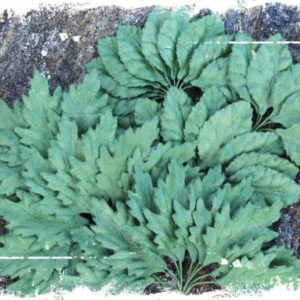 Blader, assortert grønn