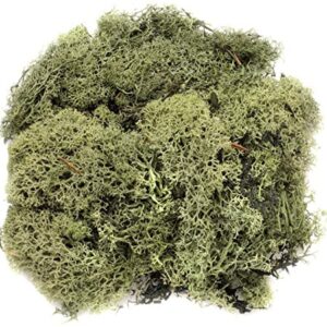 Mose 50g, mørk grønn