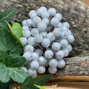 Bær, sølv med sukker