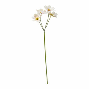 Stolt kavaler stilk 45cm kremrosa